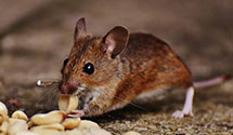 Find Exterminators in Appomattox County